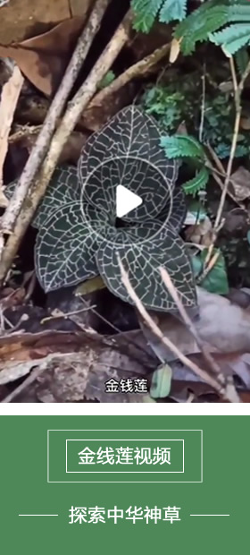 金線蓮視頻